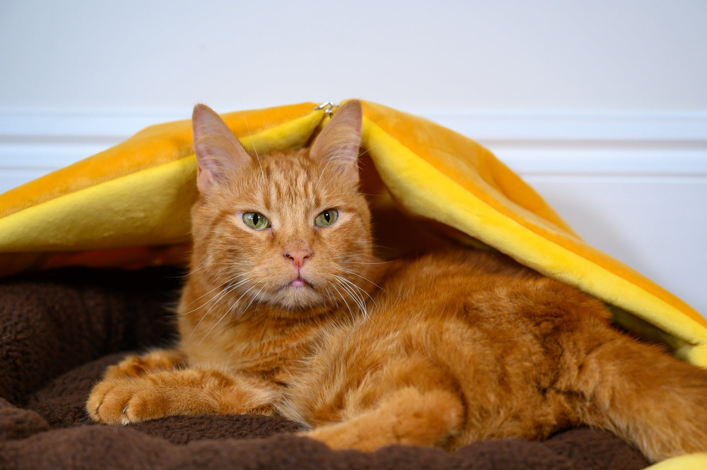 Sunflower Cat Bed, Cat Cave, 3 Petals up, close up